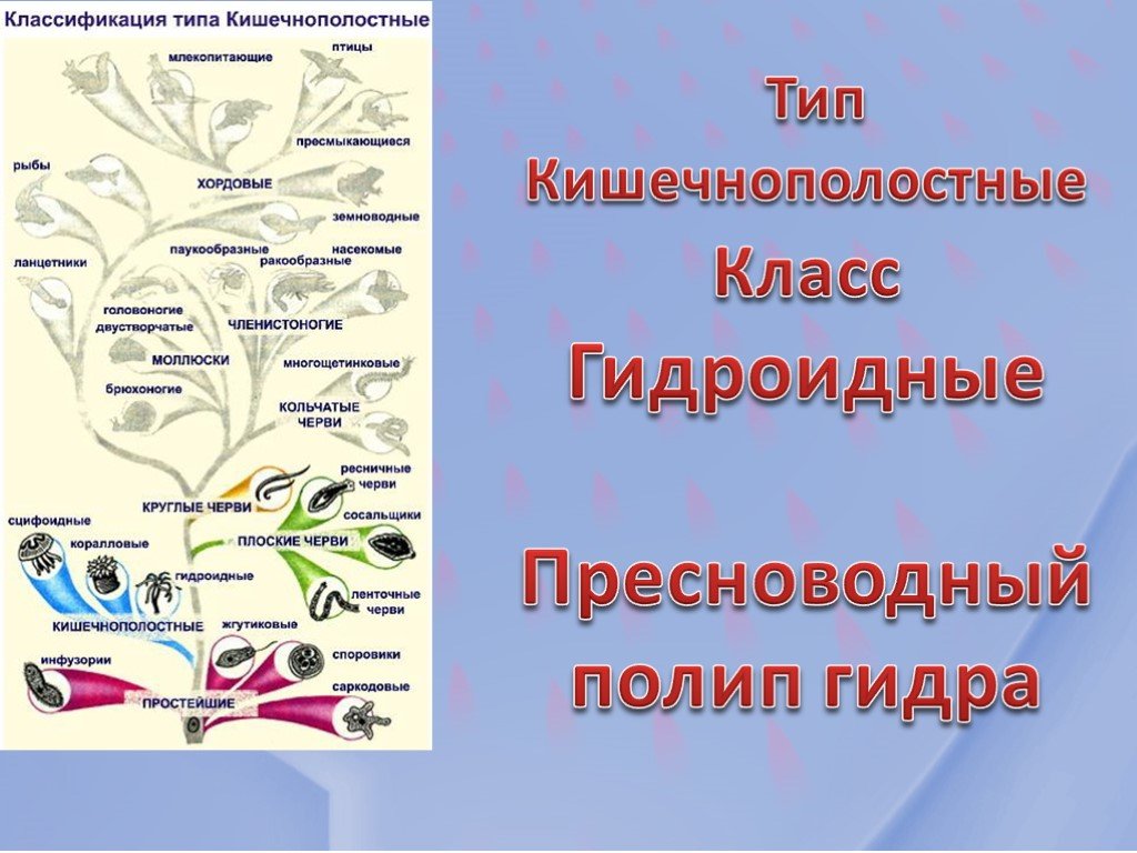 Кракен ссылка тор kr2web in